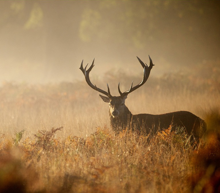 Wild and organic
